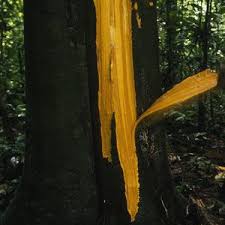 Image result for Pentadiplandra brazzeana