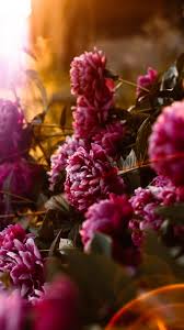 Flowers peony flowers wallpapers peony chinese peony chinese chinese wallpapers flowers chinese flowers wallpapers peony wallpapers high definition picture wallpaper background chinese style high definition pictures traditional classical flower fabric chinese dragon dragon pattern tulips. Wallpaper Peonies Flowers Pink Sunlight Flare Dark Colored Iphone Wallpaper Flowers 938x1668 Wallpaper Teahub Io
