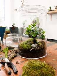 Machen Sie Ihr Haus Gruner Mit Einem Terrarium Mini Jardins Jardin Bocal Terrarium De Plantes Grasses