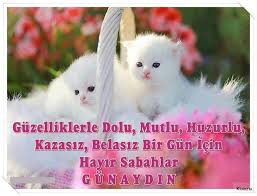 Resimli Gunaydin Iyi Sabahlar Mesajlari Sozleri 2017 2 Animals Cats