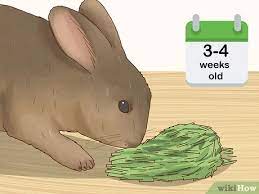 How To Care For A Baby Wild Rabbit With Pictures Wikihow