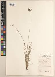 Image result for Bulbostylis scabricaulis