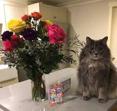 Maybe you would like to learn more about one of these? My Sister S Cat Skittles Liked The Lisa Frank Birthday Flowers I Sent As Much As She Did Cats