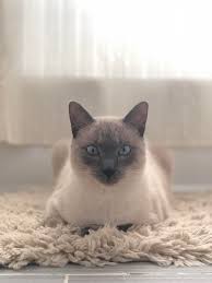 The siamese cat is one of the first distinctly recognized breeds of asian cat. My Blue Point Siamese In His Natural Habitat The Bathroom Siamesecats