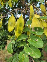 Image result for Secamone stuhlmannii