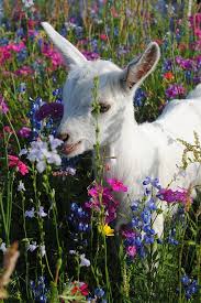 Happy Spring And Tonight As Clocks Spring Forward I Am Glad That At Least In Arizona Where We Do Not Change Our Clocks The Cute Animals Animals Cute Goats
