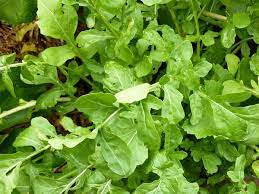 Growing Rocket Arugula Rucola In South Africa Summer Rainfall Climate Garden Calendar And Reminders Fruit Plants Garden Calendar Plants