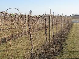 Image result for grape pruning