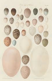 Bird Eggs Identification Chart Australia Www Imghulk Com