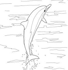 Spinner Dolphin Jumping Coloring Page Dolphin Coloring Pages Coloring Pages Printable Coloring Pages