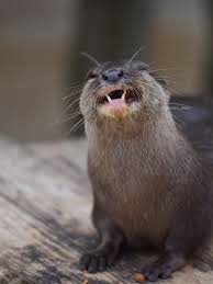 Happy Otter D Animals Beautiful Otters Animal Pictures