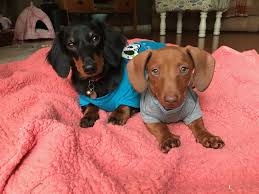 Dachshund Sisters Black And Tan Short Haired Red Miniature Dachshunds Dachshund Puppy Weenie Dogs Dog Photo Sh Dog Photoshoot Doxie Puppies Weenie Dogs