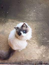 Think warmer, milk chocolate tones! Ragdoll Wikiwand