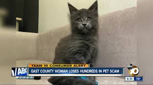 Prestigious purr is san diego's preimere european maine coon breeder. East County Woman Loses Hundreds In Pet Scam