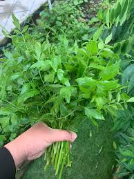 Translate daun selasih in english online and download now our free translator to use any time at no charge. Cara Menanam Daun Selom