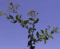 Image result for Pluchea dioscoridis