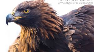 Assalamualaikum teman teman semua ini adalah burung elang vs macan !!! Elang Emas Hewanpedia