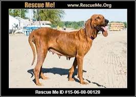 Black And Tan Coonhound Rescue Ohio Ohio Redbone Coonhound Rescue Adoptions Rescueme Org Redbone Coonhound Coonhound Rescue