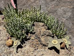 Image result for Orbea rogersii