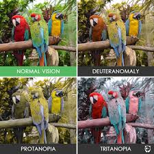 For example, a color blind person may perceive a green leaf as gray or tan. You Ll Be Amazed How People With Color Blindness See The World 57 Pics Color Blind Color Vision Eye Painting