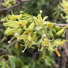 Image result for Turraea nilotica