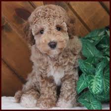 Welcome to petite joie puppies. Rolling Meadows Puppies Poochon Puppies For Sale Poochon Puppies