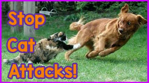 Reward their good behavior in this space to reinforce proper interaction with other dogs. How To Stop Your Cat Attacking Your Dog Tips On How To Stop Your Cat Being Aggressive To Your Dog Youtube