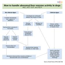 Elevated Liver Enzyme Activity In A Dog An Algorithm To