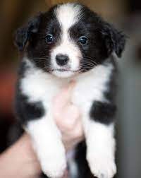 Border Collie Border Collie Dog Shedding Collie