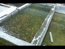 Budidaya Ikan Nila Di Kolam Beton Youtube