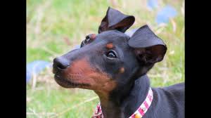Thankfully the work of a few dedicated breeders and the british manchester terrier club, the breed. Meli Manchester Terrier Puppy 3 Week Residential Dog Training Youtube