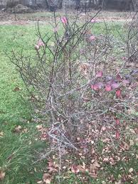 They can vary in size from around four inches to four metres in height. Help Me Pick Two Blueberry Bushes General Fruit Growing Growing Fruit