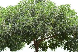 Image result for Myoporum laetum