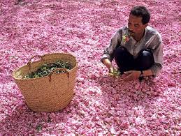 morocco arab beauty rose