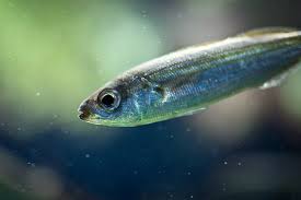 Image result for Boops boops