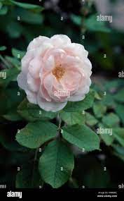Rose (Rosa Marie Dermar), Rosaceae Stock Photo - Alamy