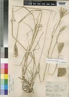 Image result for Chloris pilosa