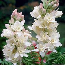 Tuberose) is a 1974 hindi film directed by basu chatterjee. Kraft Seeds Gate Garden Rajnigandha Double Flowering Fragrant Polianthes Tuberosa Flower Bulbs Seeds White 15 Bulbs And 2 Bulbs Amazon In Garden Outdoors