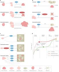 Image result for Denosumab