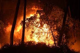 Jun 15, 2021 · un départ de feu a été enregistré ce mardi au niveau de la forêt de benchicao aux abords de la rn1 sur le tronçon reliant médéa à berrouaghia , causant la destruction de plusieurs figuiers et de chênes verts. Algerie Deux Morts Dans Des Feux De Foret Et Quinze Personnes Evacuees