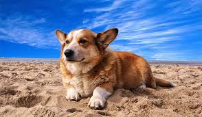 The majority of corgi breeders out there seem to be backyard breeders or puppy mills, cashing in on the recent popularity of the breed. 130 Brilliant Ideas For Corgi Names My Dog S Name