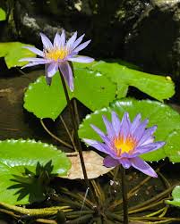 Image result for Nymphaeaceae