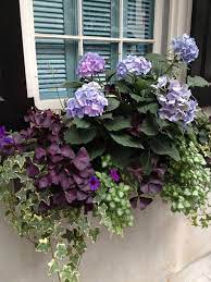 Charleston Window Box Blue Hydrangea Purple Oxalis Silver Lamium English Ivy Not Sure The Hydrangeas Wo Window Box Flowers Growing Hydrangeas Window Boxes