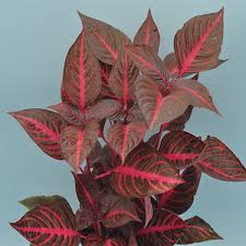 Image result for Iresine