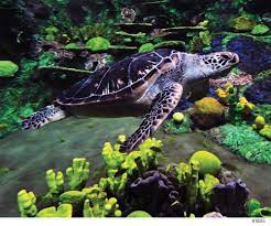 Jigsaw puzzle for kids and adults 1000 piece sea ocean turtle fish theme 4.8 out of 5 stars 7 $14.99 $ 14. Andrews Blaine Sea Turtle Puzzle 500 Piece Buy Online In Angola At Angola Desertcart Com Productid 37214982