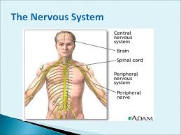 Check spelling or type a new query. The Nervous System Cornell Notes Ppt Download