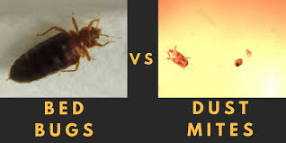Image result for Dust mite