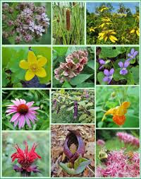 I've done some reading and found that the wild plant jewelweed's stem sap is supposed to have very effective powers for combating the poison ivy's toxic oils. 12 Native Plants For Food And Medicine