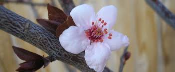 Feed your tree in the spring with a general, all purpose fertilizer before the new growth starts. Purple Leaf Plum Purple Cherry Plum Prunus Cerasifera Krauter Vesuvius