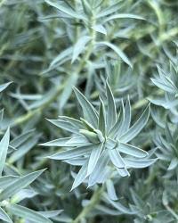 Image result for Euphorbia williamsonii